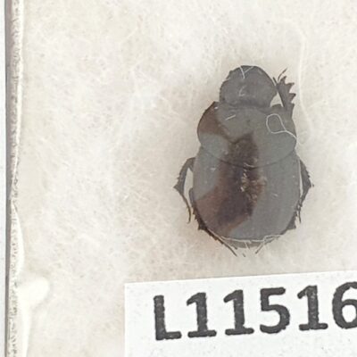 Scarabaeidae, Onthophagus sericatus, A1, Georgia