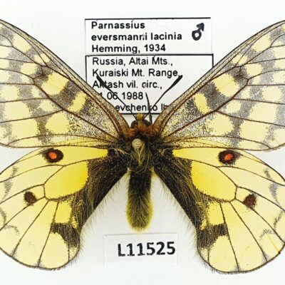 Parnassius eversmanni lacinia, male, A1, Russia