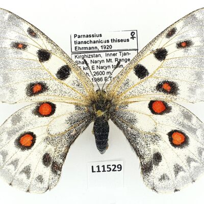 Parnassius tianschanicus thiseus, female, A1-, Kyrgyzstan