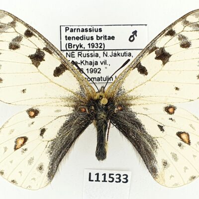Parnassius tenedius britae, male, A2-, Russia, Jakutia