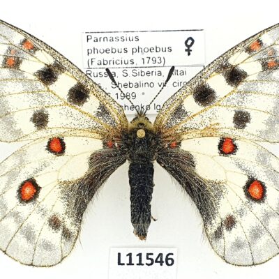 Parnassius phoebus phoebus, female, A1/A1-, Russia