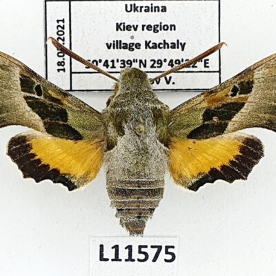 Sphingidae, Proserpinus proserpina, male, A1-, Ukraine