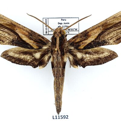 Sphingidae, Xylophanes media, male, A2-, Peru