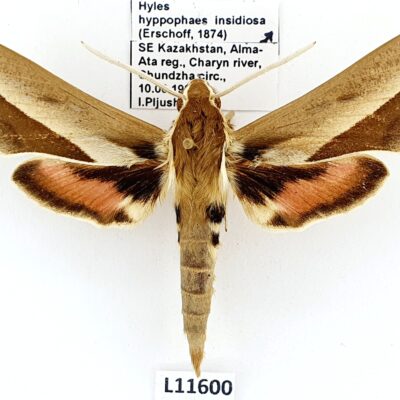 Sphingidae, Hyles hyppophaes insidiosa, male, A1/A1-, Kazakhstan