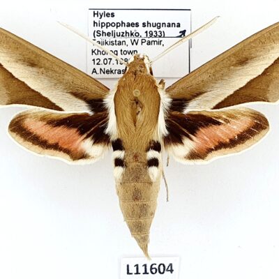 Sphingidae, Hyles hippophaes bienerti, male, A1-, Tajikistan