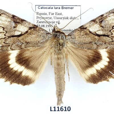 Erebidae, Catocalini, Catocala lara, A2-/B, Russia