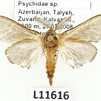 Psychidae sp., B, Azerbaijan