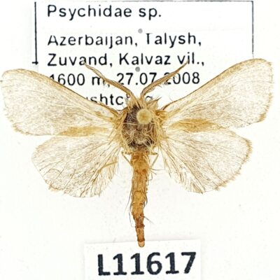 Psychidae sp., A-, Azerbaijan