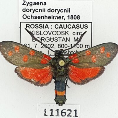 Zygaenidae, Zygaena dorycnii dorycnii, A-, Russia