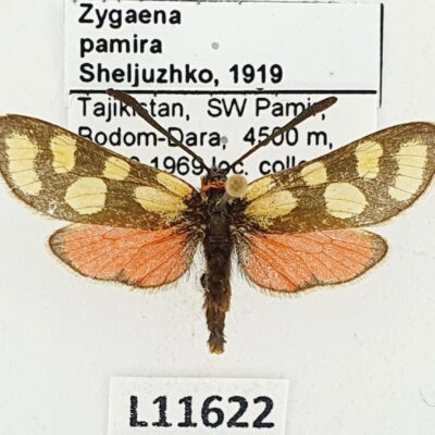 Zygaenidae, Zygaena pamira, A1-, Tajikistan