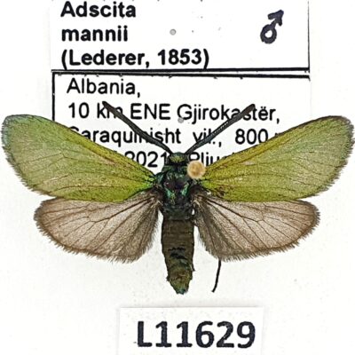 Zygaenidae, Adscita mannii, male, A1, Albania