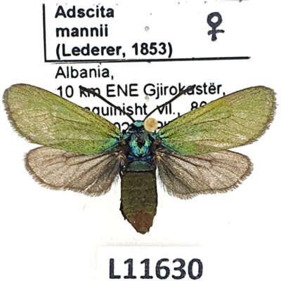 Zygaenidae, Adscita mannii, female, A1, Albania