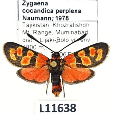 Zygaenidae, Zygaena cocandica perplexa, male, A1-, Tajikistan, RARE ssp.