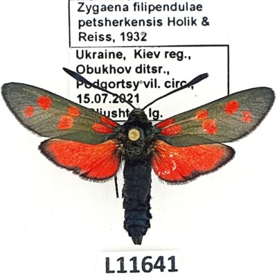 Zygaenidae, Zygaena filipendulae petsherkensis, A1-, Ukraine