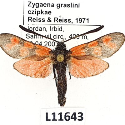 Zygaenidae, Zygaena graslini czipkae, A-, Jordan
