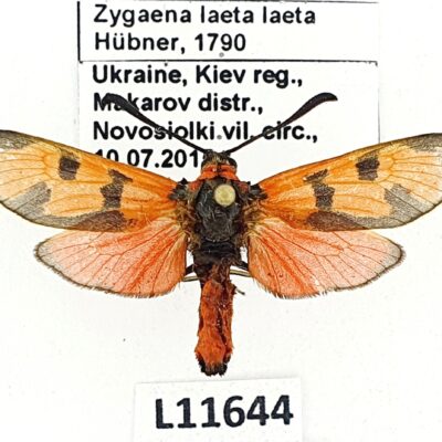 Zygaenidae, Zygaena laeta laeta, A1, Ukraine