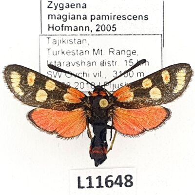Zygaenidae, Zygaena magiana pamirescens, A1-, Tajikistan, RARE ssp.