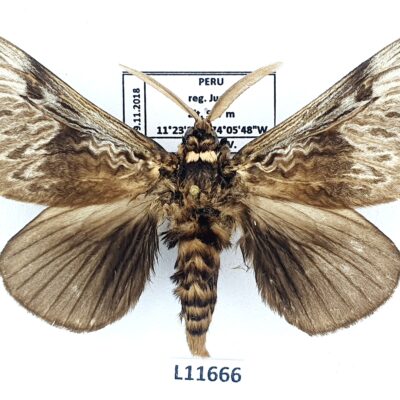 Megalopygidae, Podalia sp., male, A1-, Peru, L11666