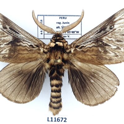 Megalopygidae, Podalia sp., male, A1-/A2-, Peru, L11672