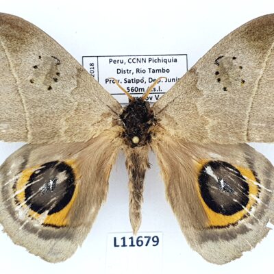 Saturniidae, Automeris occidentorestes, male, A2, Peru, RARE