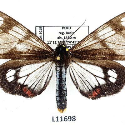 Erebidae, Arctiinae, Dysschema jansonis?, A-, Peru