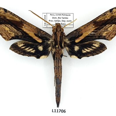 Sphingidae, Xylophanes lamontagnei, male, A1-, Peru, RARE