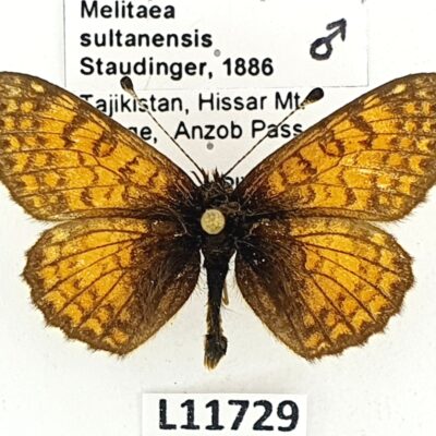 Nymphalidae, Melitaea sultanensis, male, A1/A1-, Tajikistan