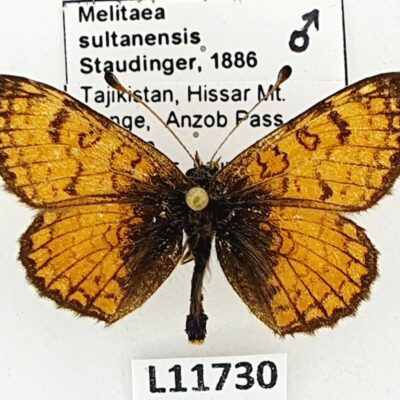 Nymphalidae, Melitaea sultanensis, male, A1-, Tajikistan