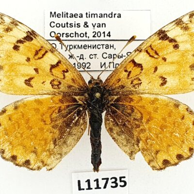 Nymphalidae, Melitaea timandra, male, B, Turkmenistan