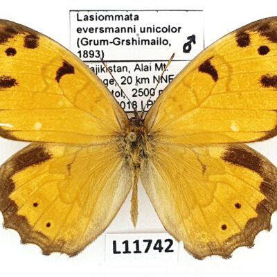 Nymphalidae, Satyrinae, Lasiommata eversmanni unicolor, male, A2-, Tajikistan