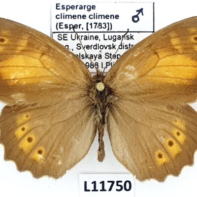 Nymphalidae, Satyrinae, Esperarge climene climene, male, A2-, Ukraine