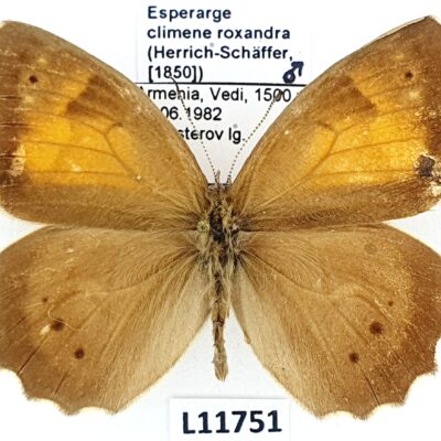 Nymphalidae, Satyrinae, Esperarge climene roxandra, male, A2-, Armenia
