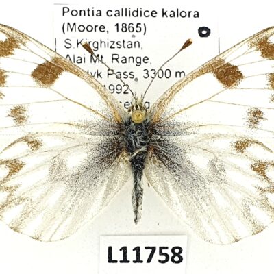 Pieridae, Pontia callidice kalora, female, A2-, Kyrgyzstan