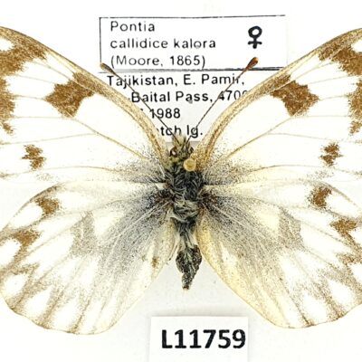 Pieridae, Pontia callidice kalora, female, A2-, Tajikistan