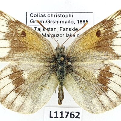 Pieridae, Colias christophi, female, A2-, Tajikistan