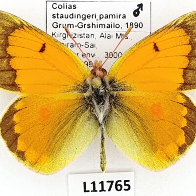 Pieridae, Colias staudingeri pamira, male, A1, Kyrgyzstan