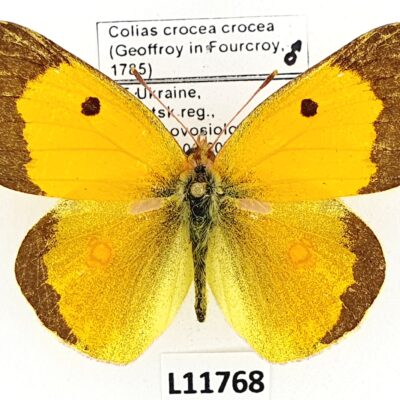 Pieridae, Colias crocea crocea, male, A1/A1-, Ukraine