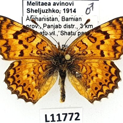 Nymphalidae, Melitaea avinovi, male, A1/A1-, Afghanistan