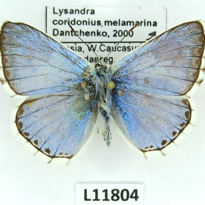 Lycaenidae, Lysandra coridonius melamarina, male, A-, Azerbaijan