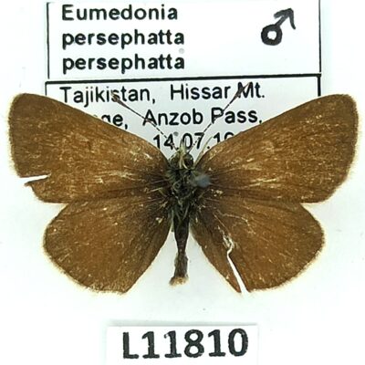 Lycaenidae, Eumedonia persephatta persephatta, male, B, Tajikistan