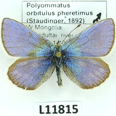 Lycaenidae, Plebejus orbitulus pheretimus, male, B, Mongolia