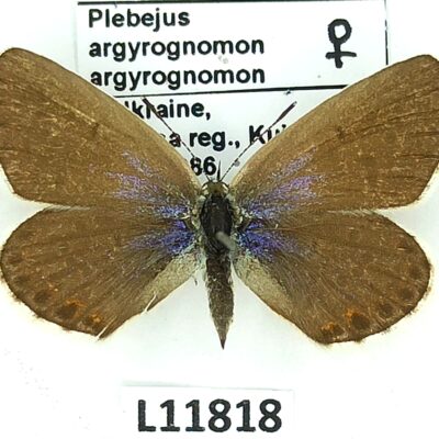 Lycaenidae, Plebejus argyrognomon argyrognomon, female, A1, Ukraine