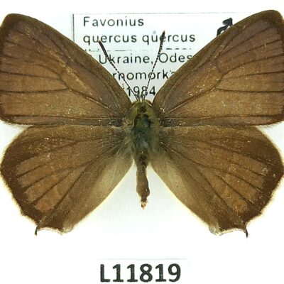 Lycaenidae, Favonius quercus quercus, male, A1-, Ukraine