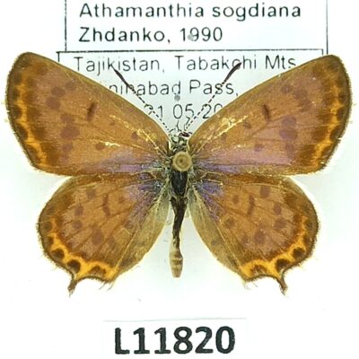 Lycaenidae, Athamanthia sogdiana, male, A1/A1-, Tajikistan