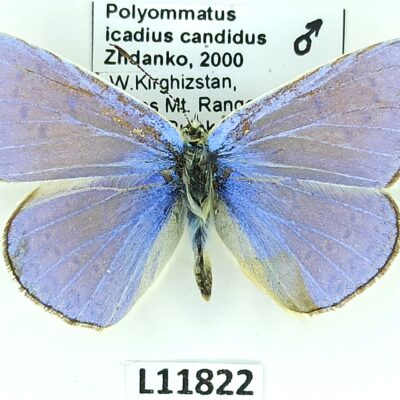 Lycaenidae, Polyommatus icadius candidus, male, A2-, Kyrgyzstan