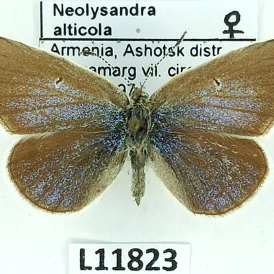 Lycaenidae, Polyommatus coelestina alticola, female, A1/A1-, Armenia