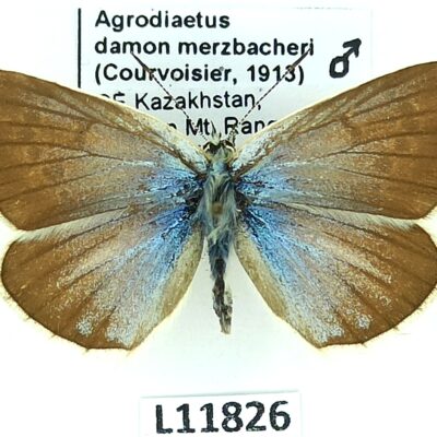 Lycaenidae, Polyommatus damon merzbacheri, male, A1, Kazakhstan