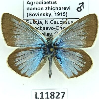 Lycaenidae, Polyommatus damon zhicharevi, male, A1, Russia