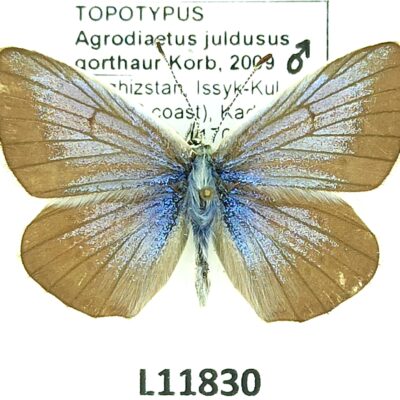 Lycaenidae, Polyommatus juldusus gorthaur, male, A1-, Kyrgyzstan
