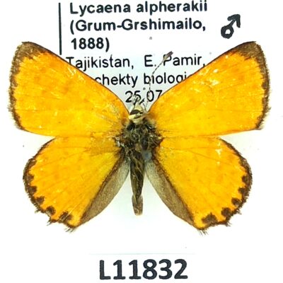 Lycaenidae, Lycaena alpherakii alpherakii, male, A2-, Tajikistan